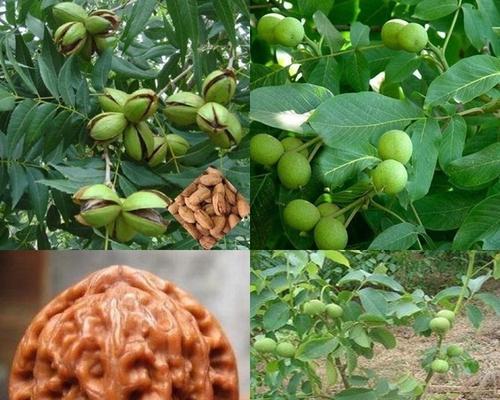 核桃树几年开始结果实？如何促进核桃树早结果？