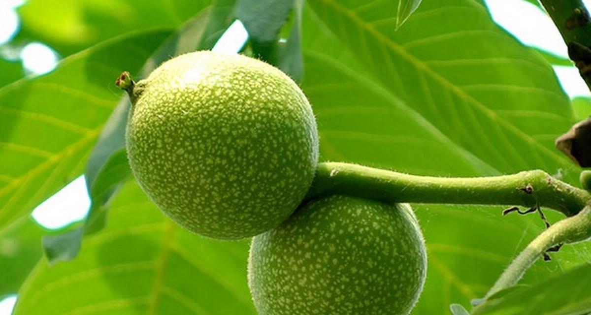 核桃树几月开花结果？什么时候开花结果？