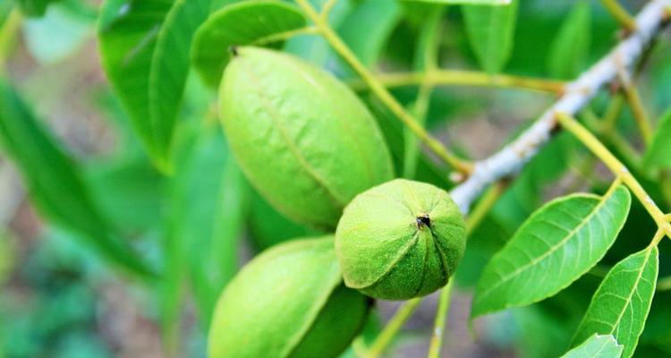核桃树开花时间是什么时候？几月份会开花？