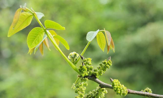 核桃树开花时间是什么时候？几月份会开花？