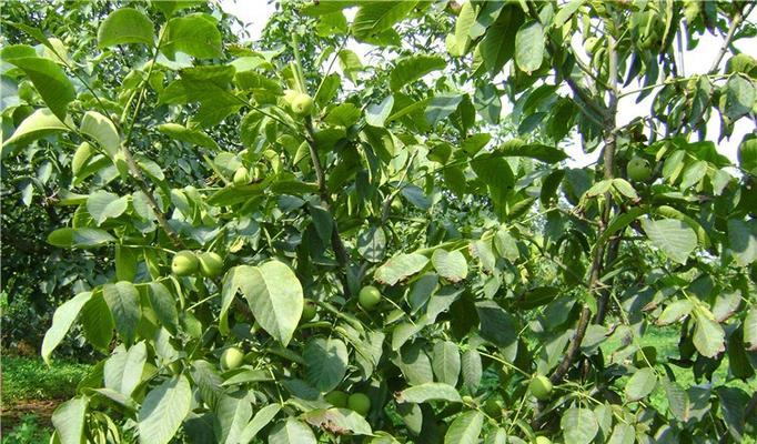 核桃树种植的最佳时机是什么时候？春季还是秋季？