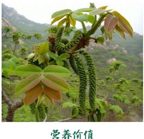 核桃树套种什么作物收益最高？套种技术要点有哪些？