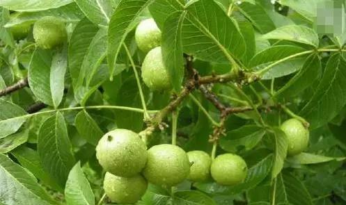 核桃树喜阴还是喜阳？如何正确选择种植环境？