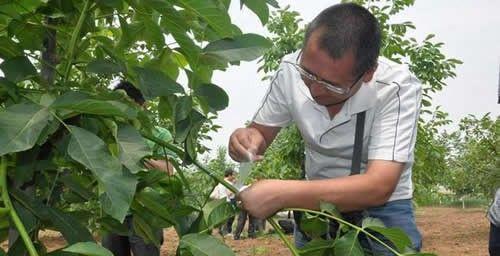 核桃树修剪最佳时间是什么时候？如何正确进行修剪？