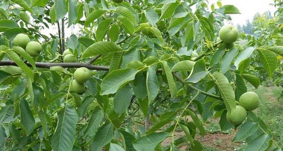 核桃树什么时候种植最好？生长周期是多久？