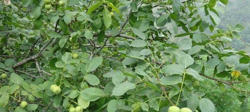 核桃种子怎么种植？种植过程中需要注意哪些问题？