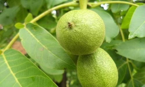 核桃种子怎么种植？种植过程中需要注意哪些问题？