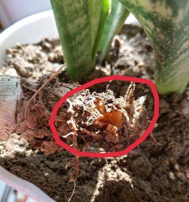 鹤望兰根部腐烂如何处理？有效防治方法是什么？