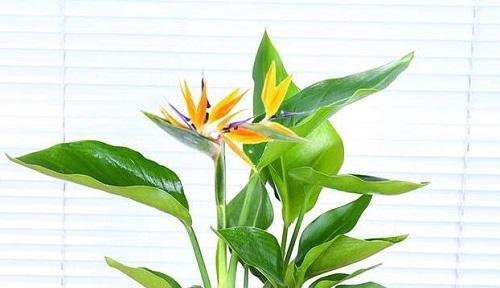 鹤望兰汁液有毒吗？接触后该如何处理？