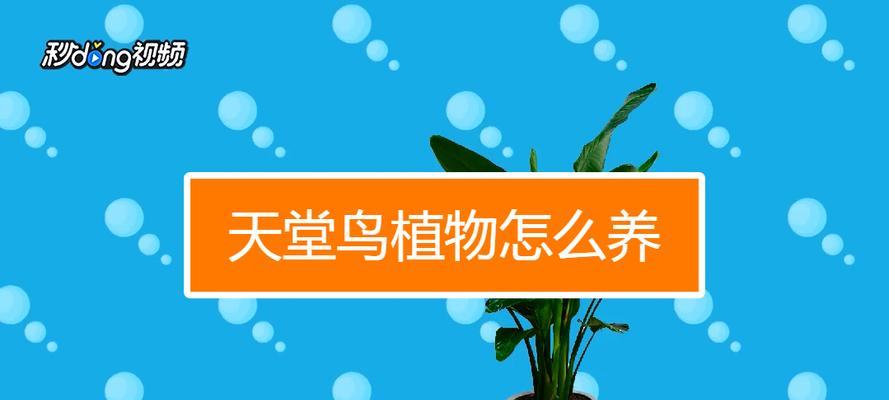 鹤望兰浇水时间与频率是怎样的？多久需要浇一次水？