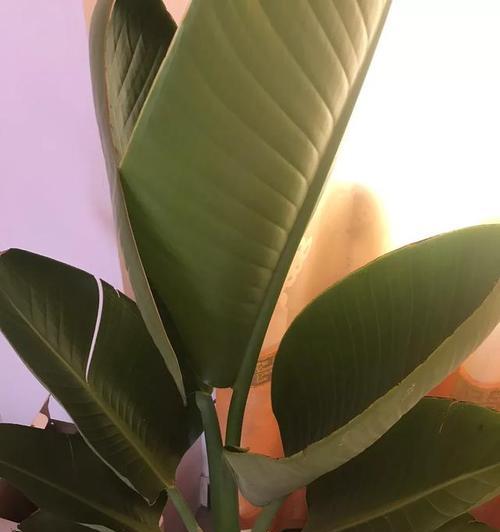 鹤望兰换盆后需要浇水吗？换盆后浇水的正确时机是什么？