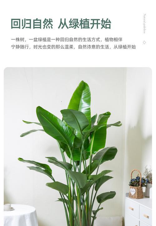 鹤望兰适合放办公室吗？办公室摆放鹤望兰的好处是什么？