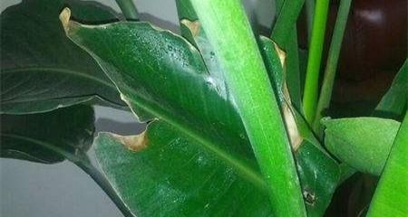鹤望兰水浇多了怎么办？如何处理过度浇水的问题？