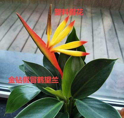 鹤望兰用大盆还是小盆？如何选择合适的花盆尺寸？