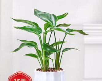 鹤望兰种植时选择深盆还是浅盆好？哪种更适合生长？