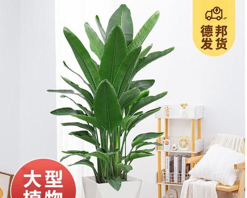 鹤望兰用什么肥最好？施肥技巧和最佳肥料选择是什么？