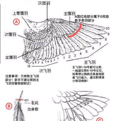 鹤望兰修剪方法有哪些？如何正确修剪鹤望兰？