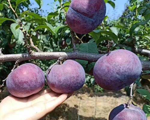 黑布林成熟上市时间是何时？如何判断最佳采摘期？