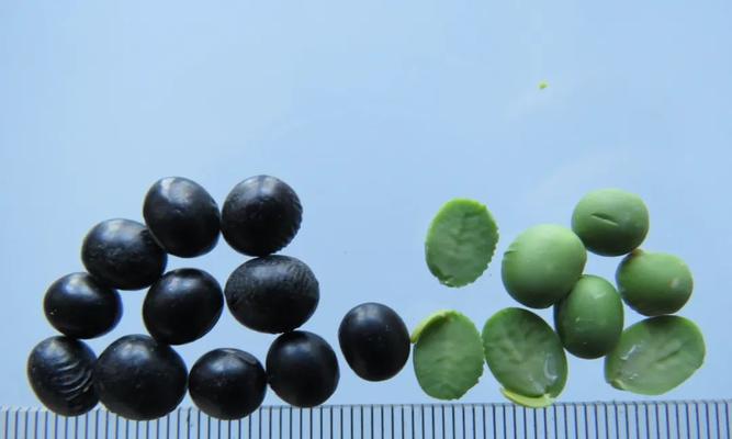 黑豆的生长过程是怎样的？从播种到收获需要多少时间？