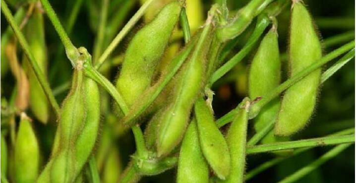黑豆的生长周期是多长时间？如何有效管理黑豆种植周期？