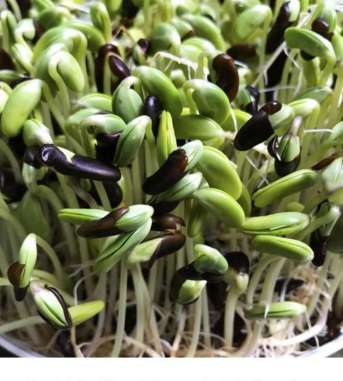黑豆发芽的过程是怎样的？需要多长时间？