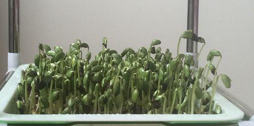 黑豆苗的种植方法步骤是什么？如何正确种植黑豆苗？