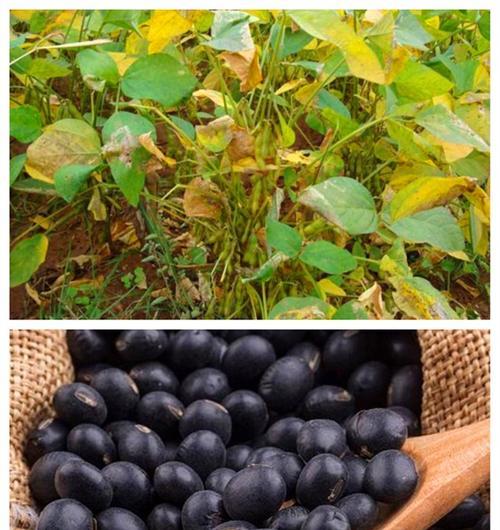 黑豆种植的最佳时间是什么时候？如何正确种植黑豆？