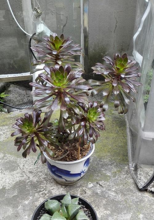 黑法师植物放在卧室安全吗？有毒吗？