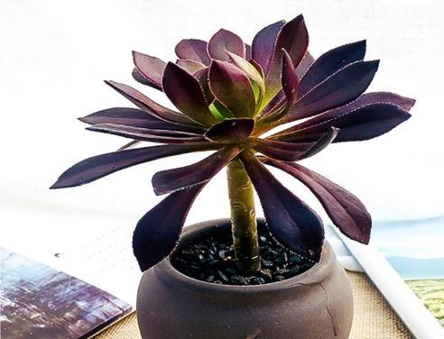 黑法师植物耐寒温度是多少？如何越冬？