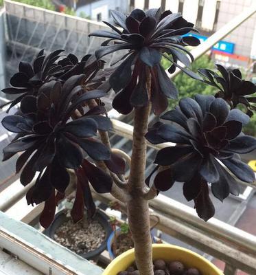 黑法师植物耐寒温度是多少？如何越冬？
