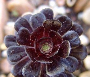 黑法师适合哪种盆栽？如何选择合适的盆栽？