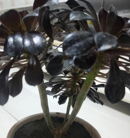 黑法师繁殖方法有哪些？繁殖过程中需要注意什么？