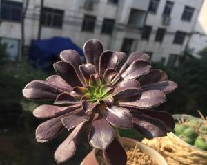 黑法师繁殖方法有哪些？繁殖过程中需要注意什么？