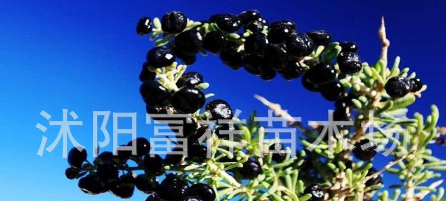 黑枸杞种子可以种植吗？最佳种植时间是什么时候？