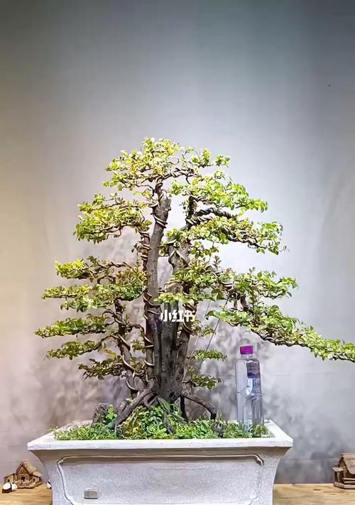 黑骨茶的风水寓意是什么？如何正确摆放以增强风水效果？