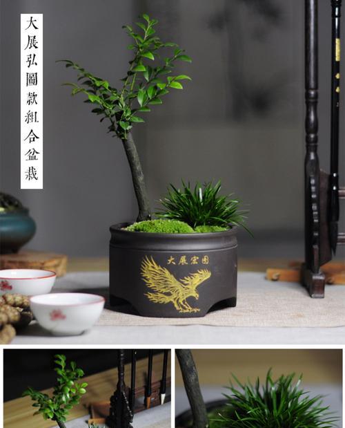黑骨茶盆景浇水频率如何随季节变化？