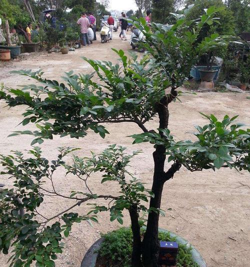 黑骨茶属于什么植物类别？它的特点有哪些？