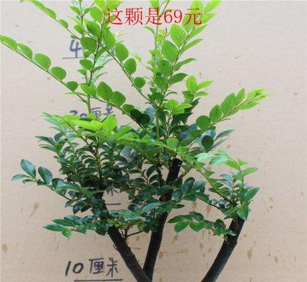 黑骨茶属于什么植物类别？它的特点有哪些？