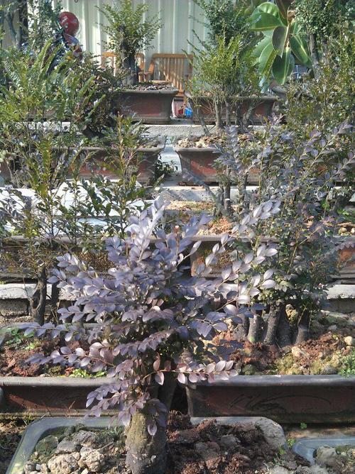 黑骨茶属于什么植物类别？它的特点有哪些？