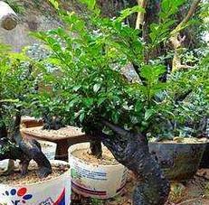 黑骨茶喜水吗？属于喜水植物吗？