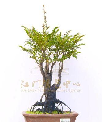 黑骨茶喜水吗？属于喜水植物吗？