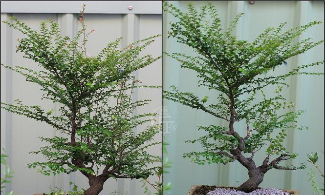 黑骨香盆景养护方法是什么？如何正确进行日常管理？