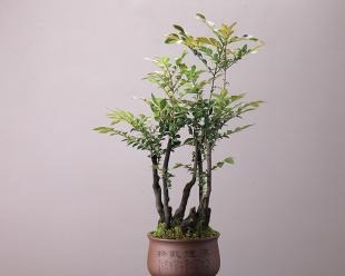 黑骨香盆景养护方法是什么？如何正确进行日常管理？