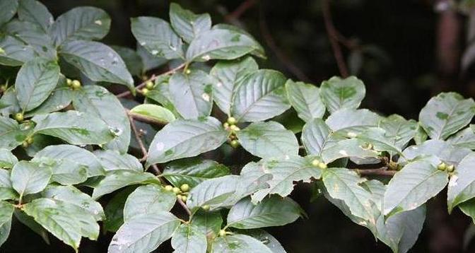 黑果草是什么样子的？如何识别和区分黑果草？