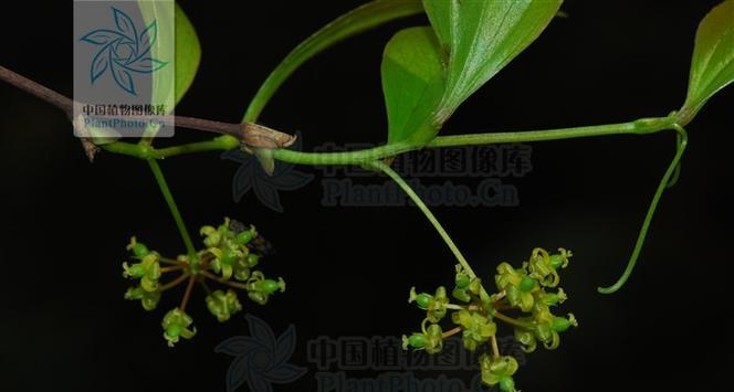 黑果草是什么样子的？如何识别和区分黑果草？