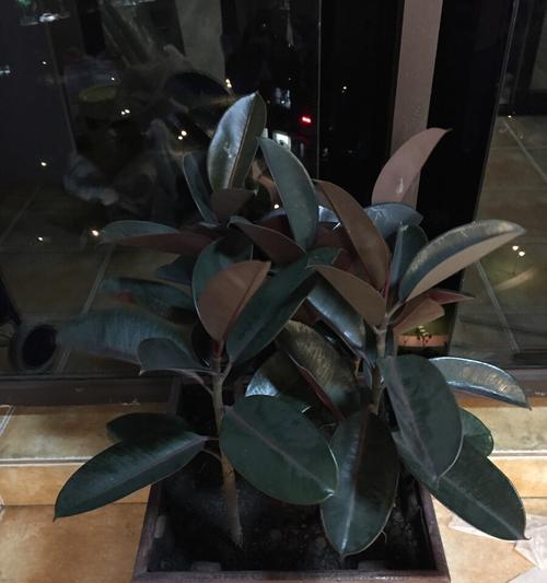 黑金刚橡皮树会开花吗？开花时长什么样？