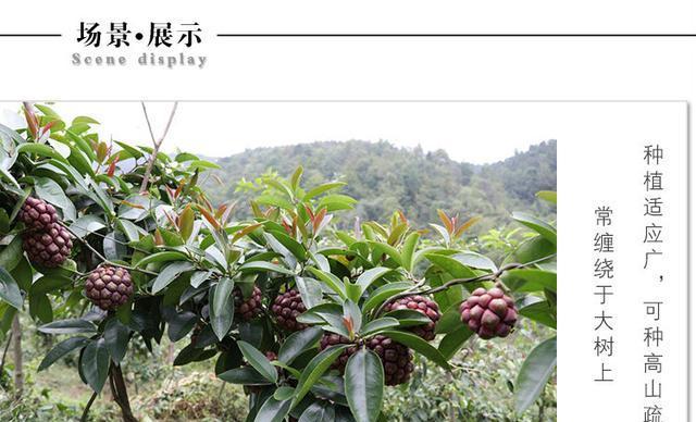 黑老虎播种的最佳时机是什么时候？播种后需要注意哪些事项？