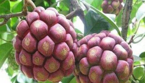 黑老虎播种的最佳时机是什么时候？播种后需要注意哪些事项？