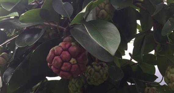 黑老虎适合什么地方种植？种植黑老虎需要注意哪些问题？