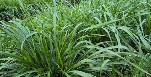 黑麦草是多年生植物吗？种植和管理的常见问题解答？